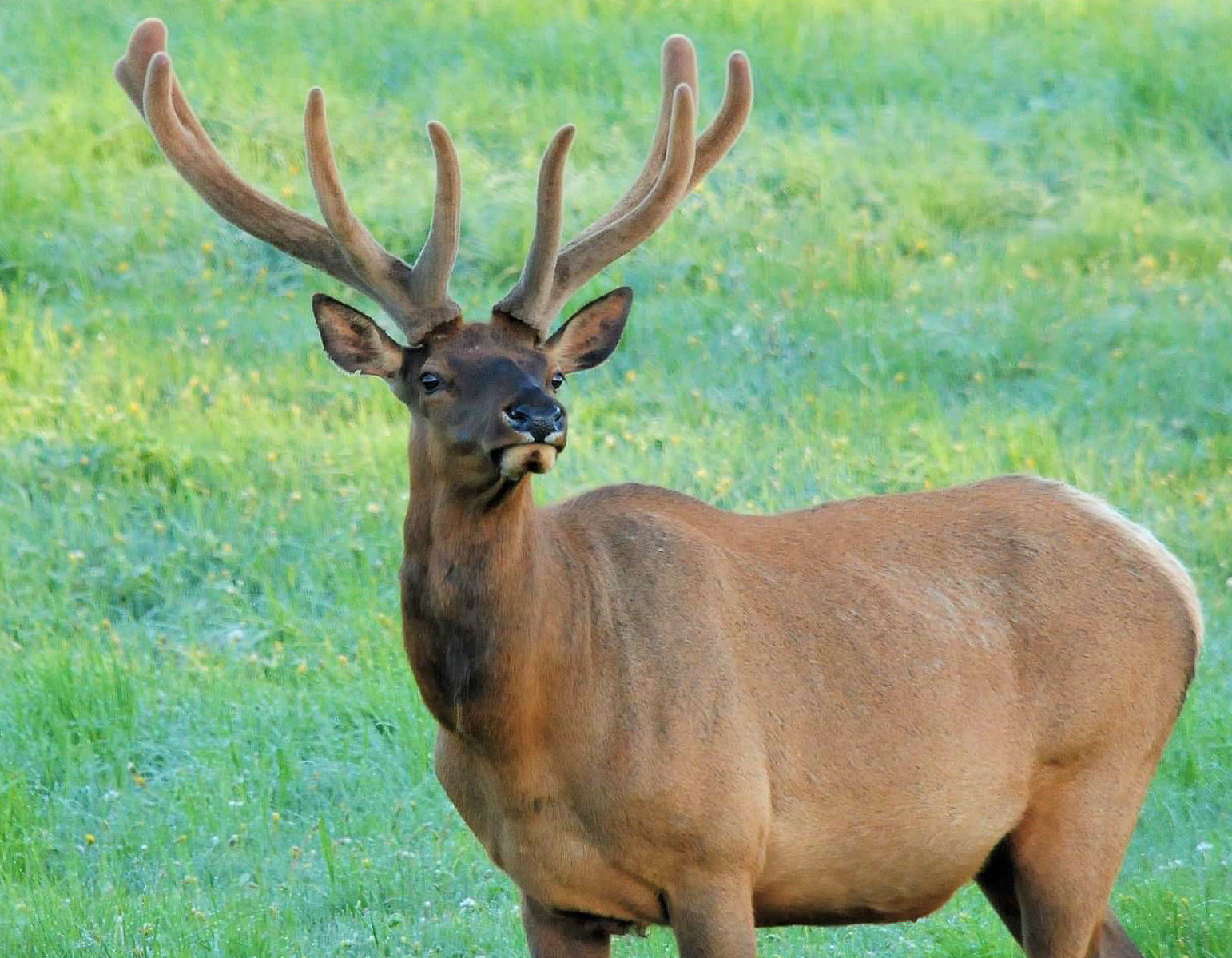 Spring bull
